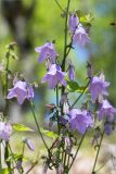 Campanula longistyla. Верхушка цветущего растения. Абхазия, окр. г. Новый Афон, каменистый склон Иверской горы. 12.05.2021.