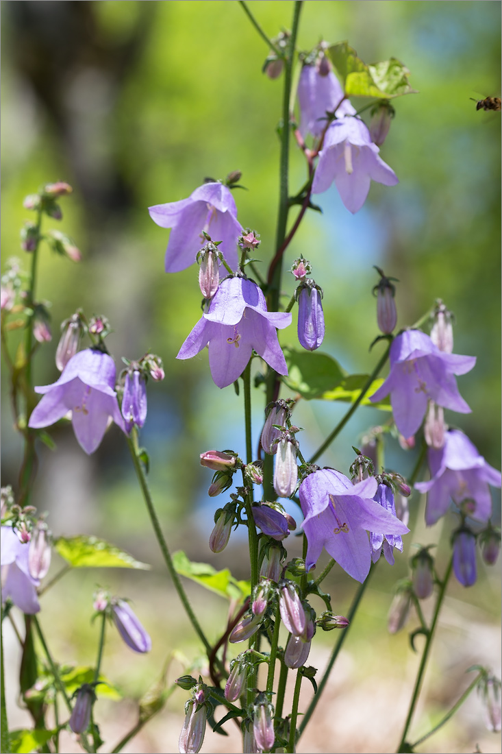 Image of Campanula longistyla specimen.