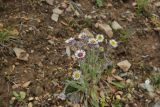 Erigeron eriocalyx