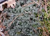 Cladonia uncialis