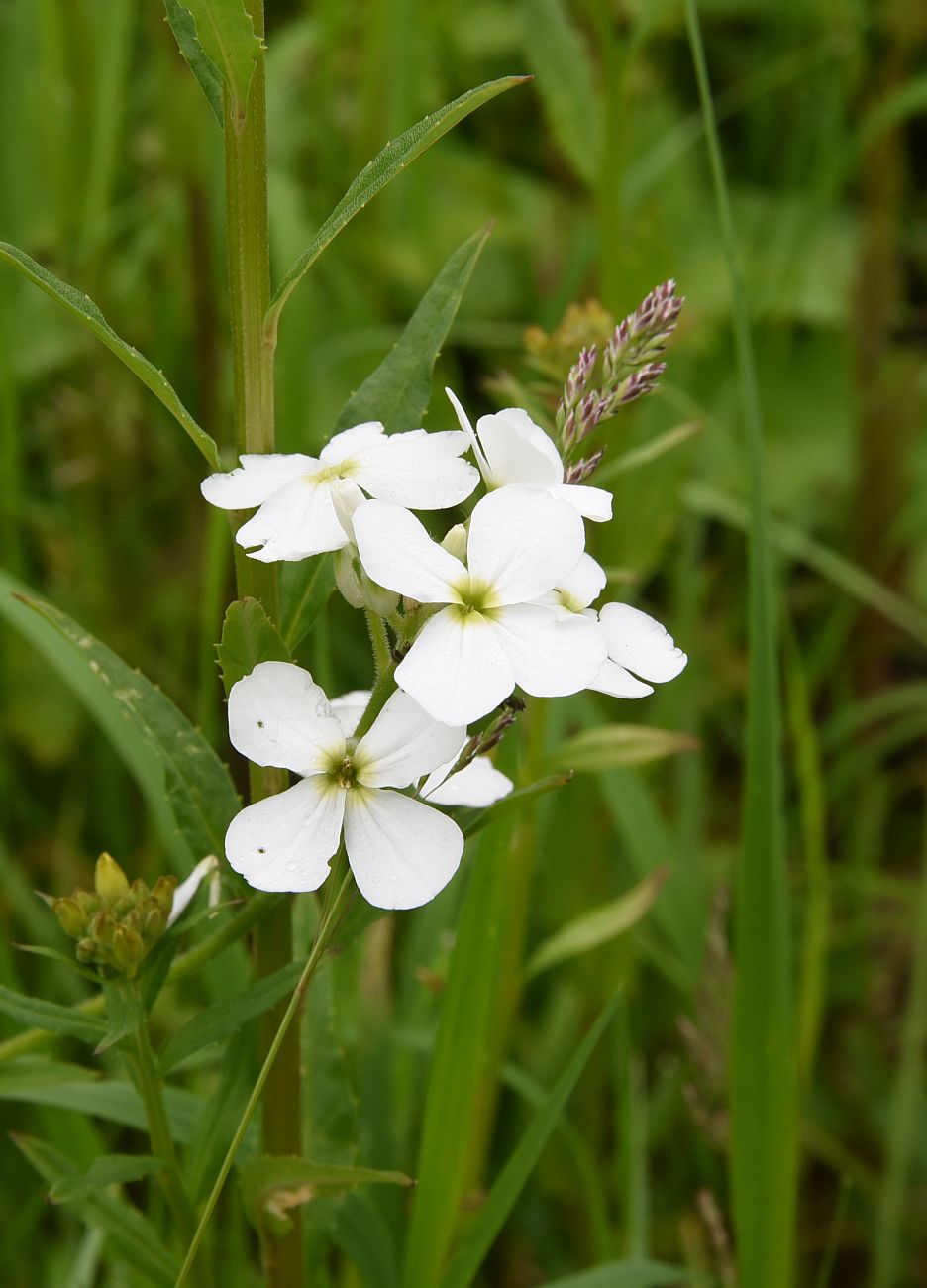 Изображение особи Hesperis voronovii.