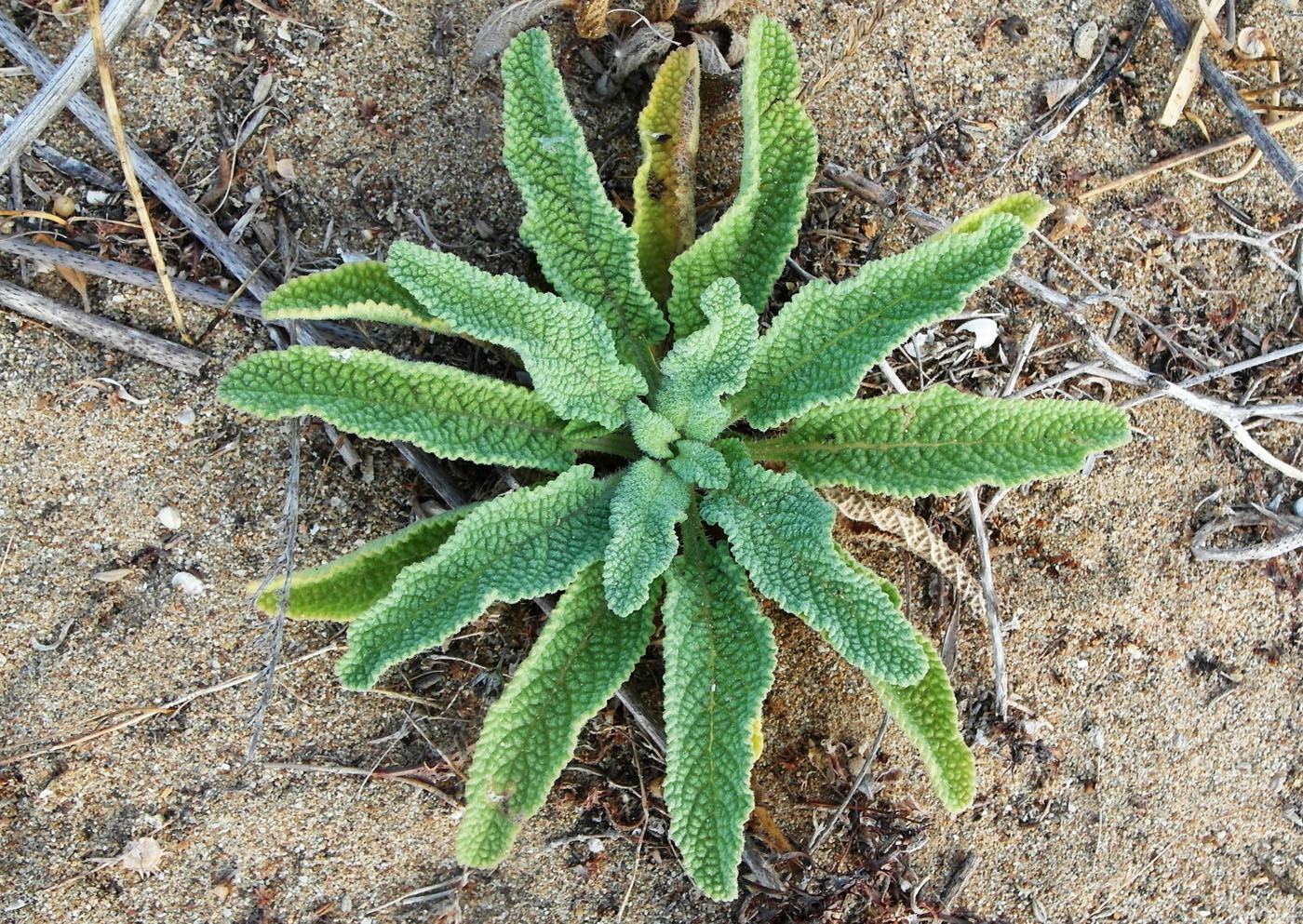 Image of genus Salvia specimen.