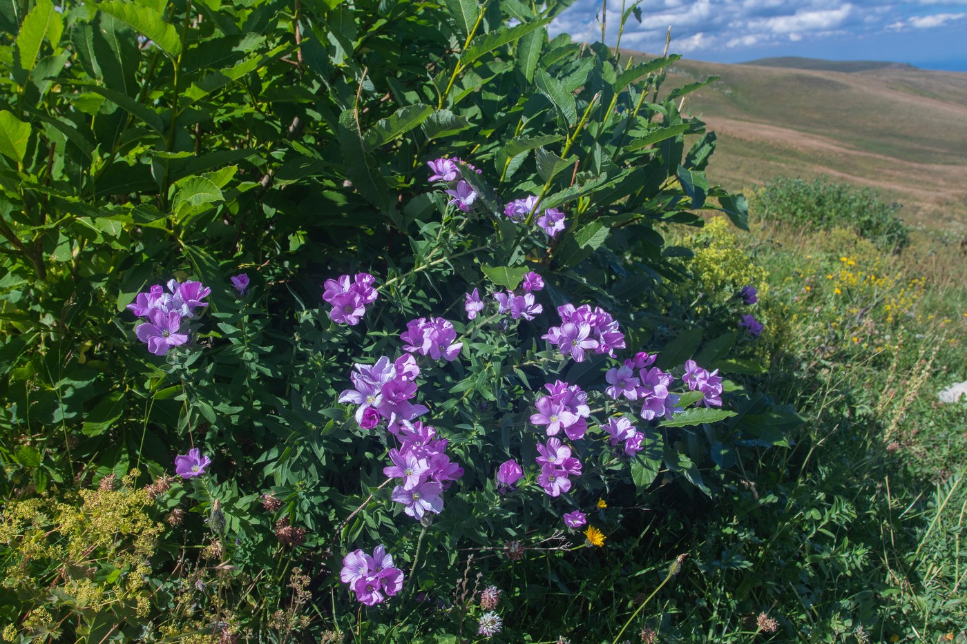 Изображение особи Linum hypericifolium.