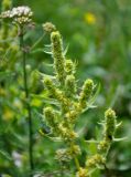 Rumex maritimus. Верхушка растения с соплодиями. Хабаровский край, р-н им. Полины Осипенко, с. Бриакан, влажный луг с Aichemilla и Trifolium на опушке смешанного леса. 17.07.2021.