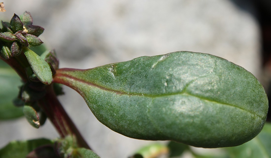 Image of Atriplex praecox specimen.