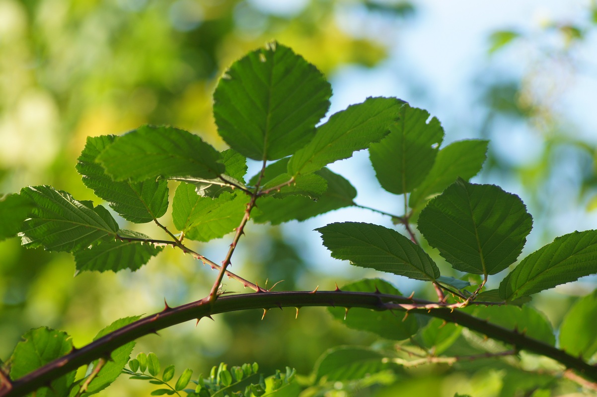 Изображение особи род Rubus.