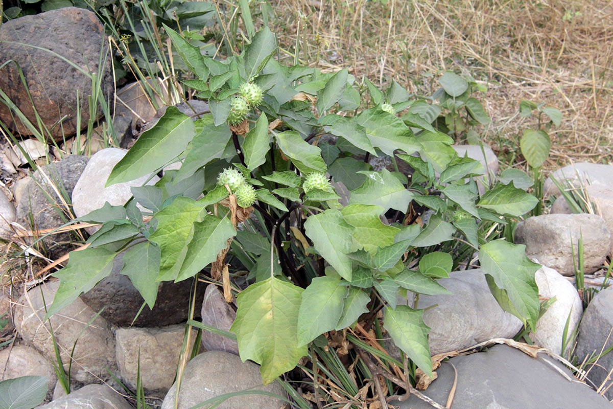 Image of genus Datura specimen.