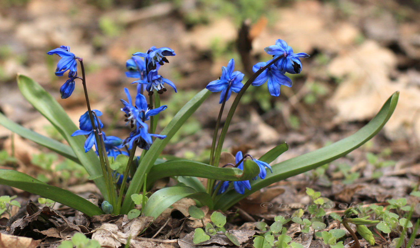 Изображение особи Scilla siberica.