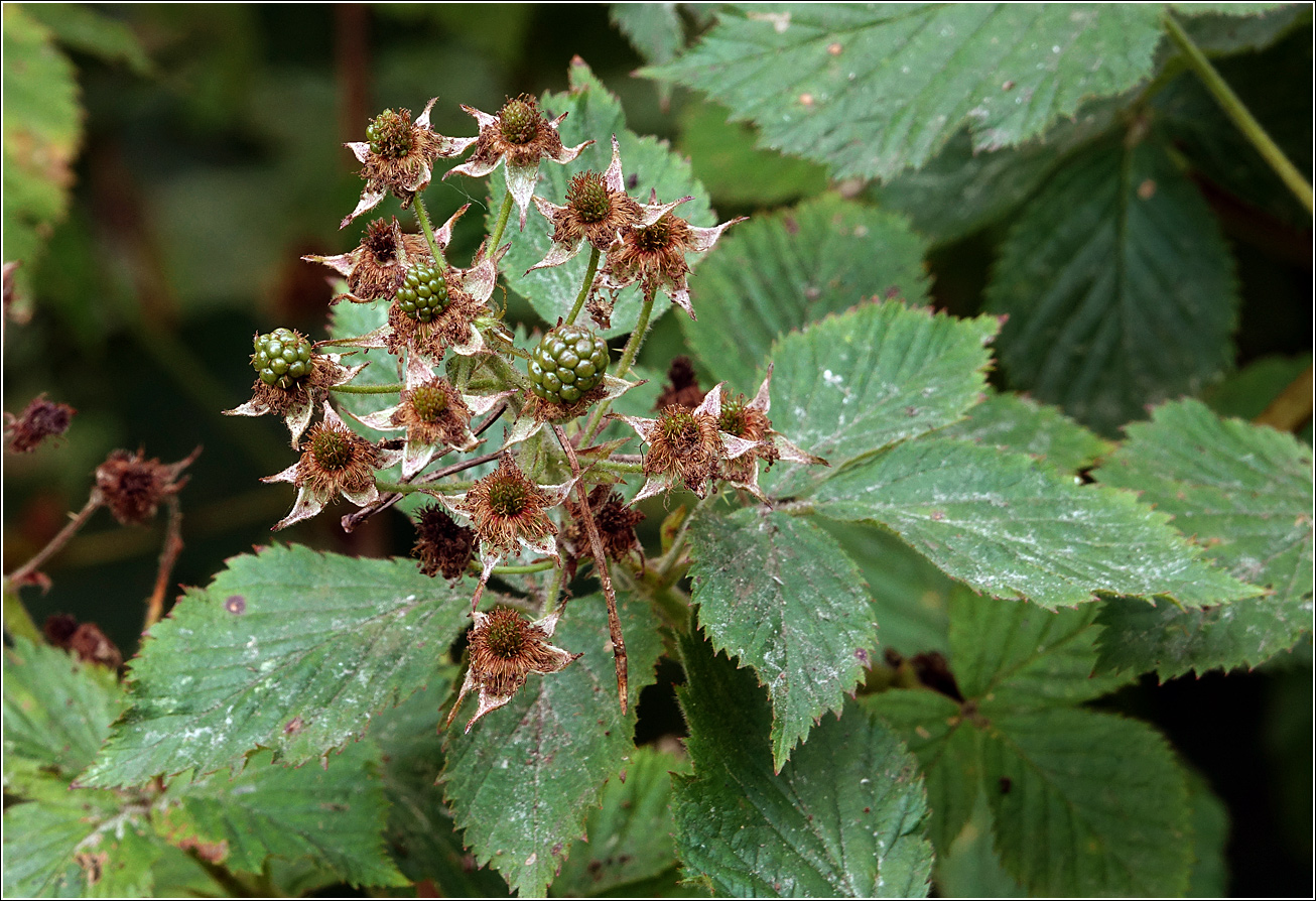 Изображение особи Rubus allegheniensis.