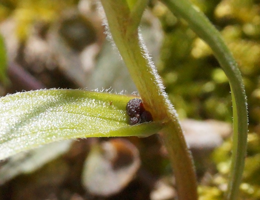 Image of Gagea dubia specimen.