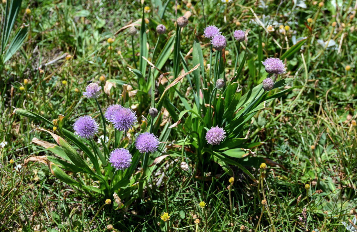 Image of Allium platyspathum specimen.