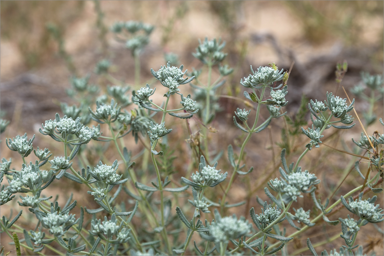 Изображение особи Teucrium capitatum.