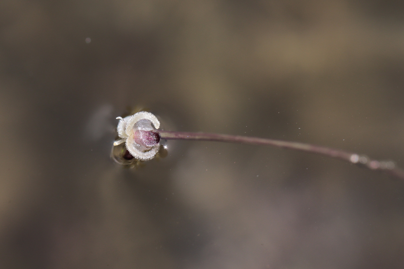 Image of Elodea nuttallii specimen.