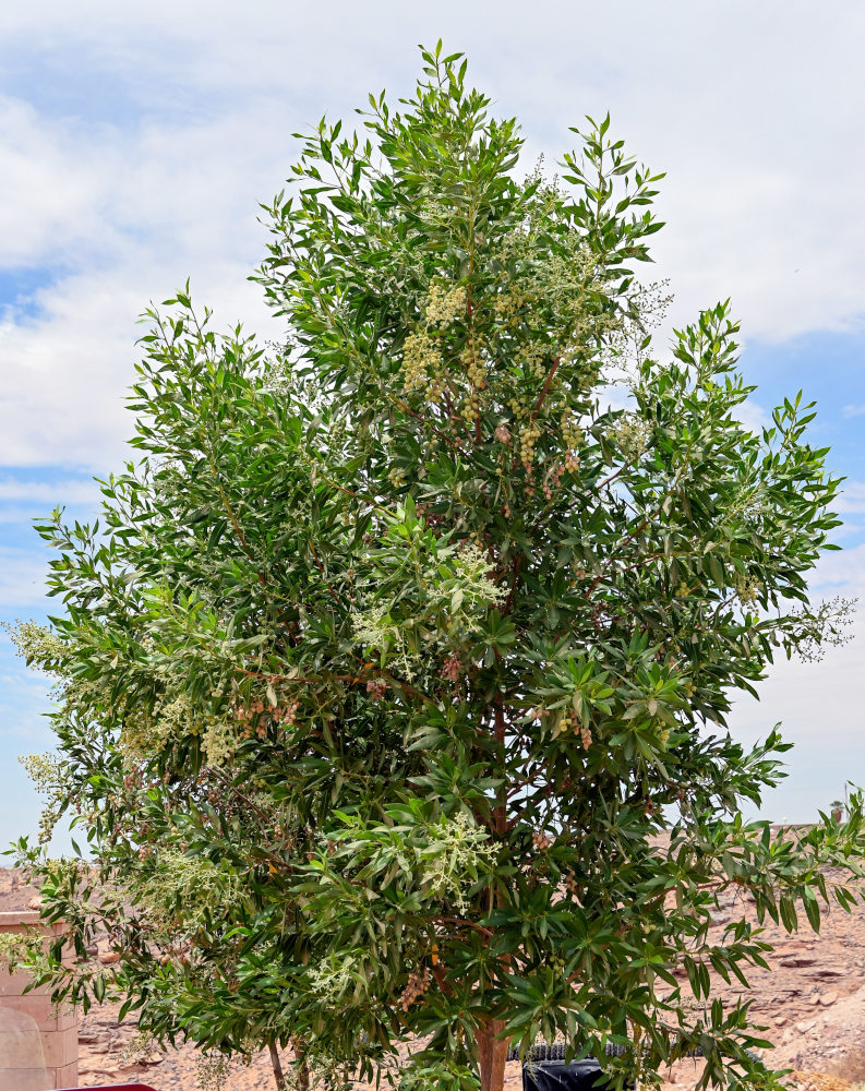 Изображение особи Conocarpus erectus.