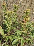 Potentilla acervata. Побеги с соплодиями. Хабаровский край, окр. г. Комсомольск-на-Амуре, поляна широколиственного леса. 28.08.2023.