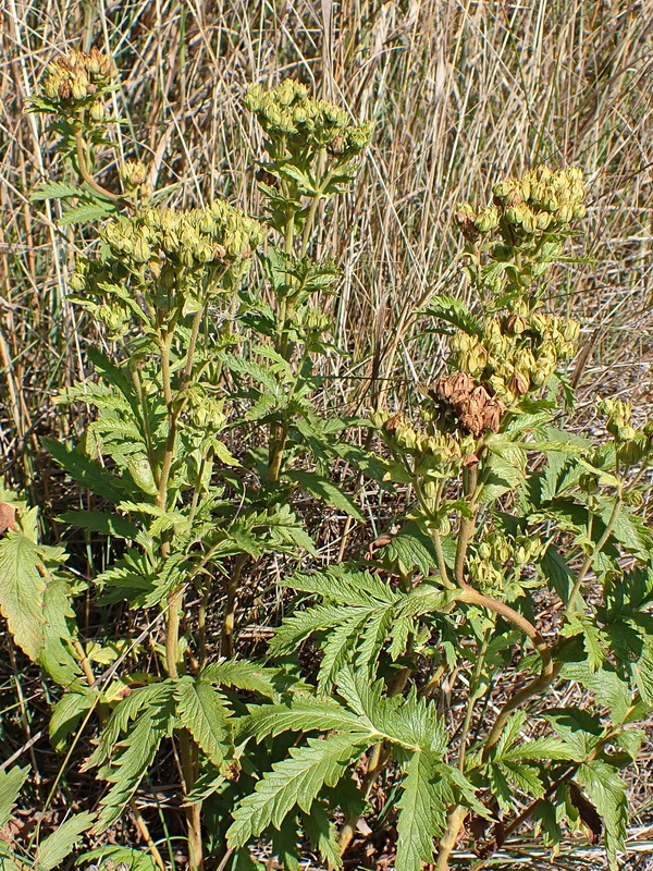 Image of Potentilla acervata specimen.