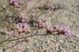 Limonium leptophyllum. Часть соцветия. Казахстан, Жамбылская обл., Мойынкумский р-н, 50 км З пос. Мирный; Чу-Илийские горы, юго-западный фас мелкосопочной гряды Койжарылган, сухая долина, щебнисто-гравийное ложе временных потоков; прогал в разреженных зарослях пойменных кустарников подзоны северных пустынь (с доминированием Atraphaxis virgata, A. spinosa и Tamarix sp.). 23.09.2023.