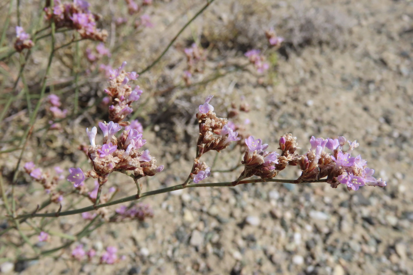 Image of Limonium leptophyllum specimen.