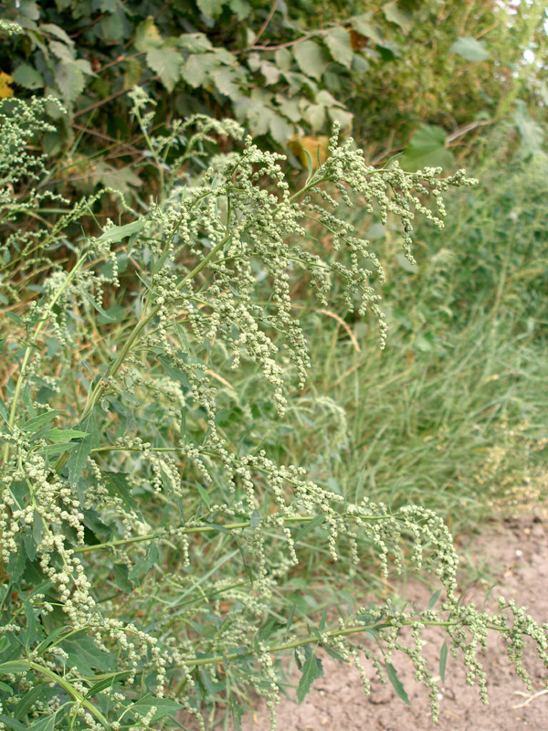 Image of Chenopodium album specimen.