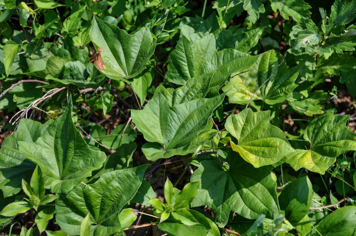 Image of Dioscorea nipponica specimen.