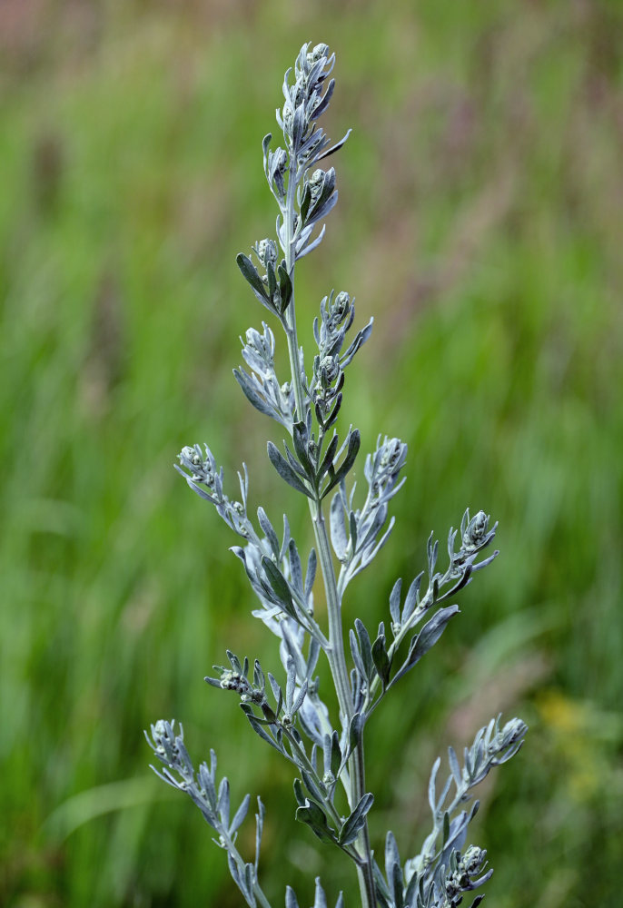 Image of Artemisia absinthium specimen.