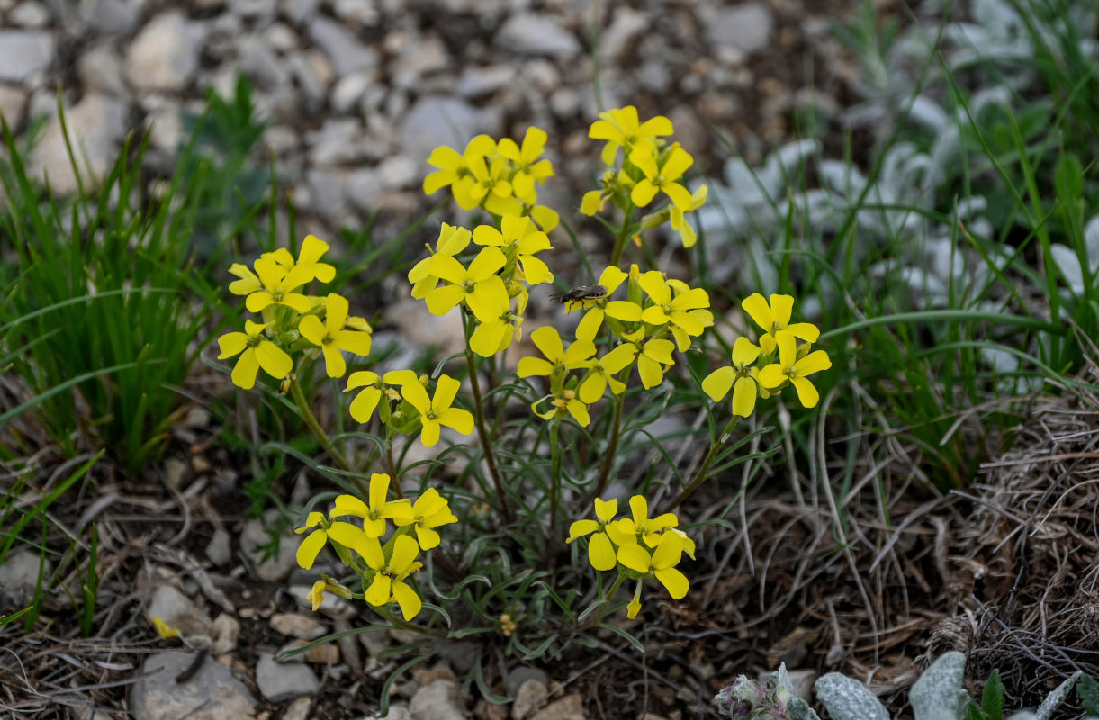 Image of Erysimum substrigosum specimen.