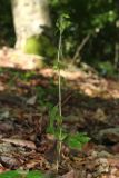 Смотреть изображение Epipactis pontica