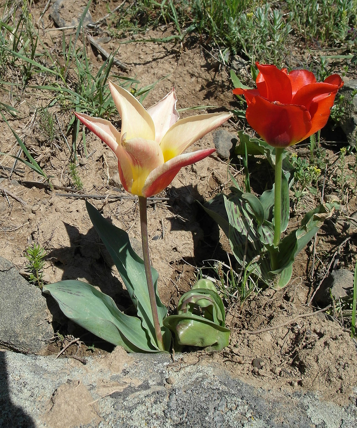 Изображение особи род Tulipa.