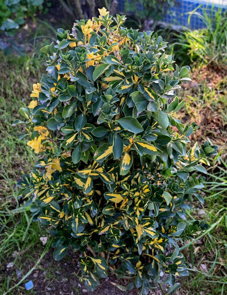 Изображение особи Euonymus japonicus.