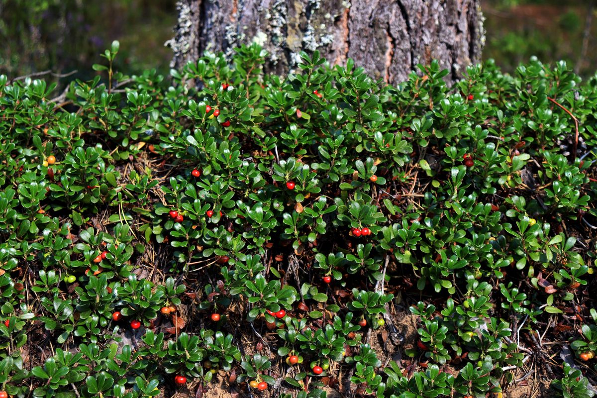 Image of Arctostaphylos uva-ursi specimen.