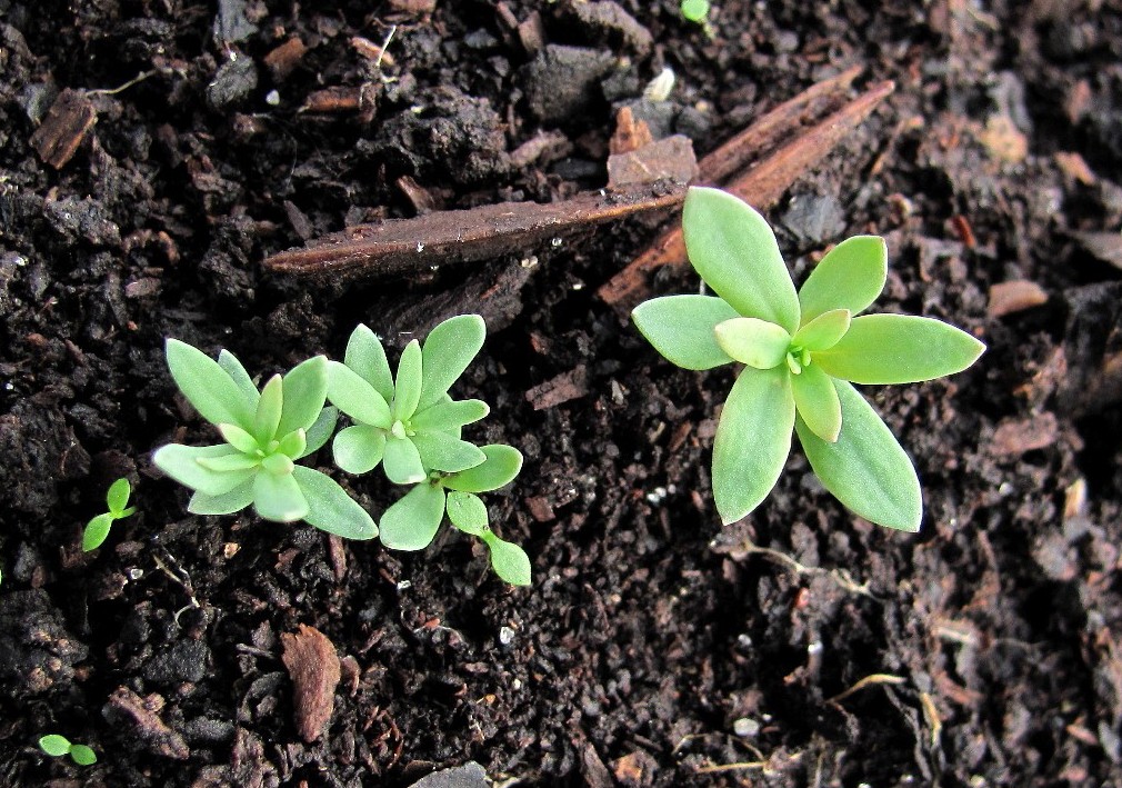 Изображение особи Linaria vulgaris.