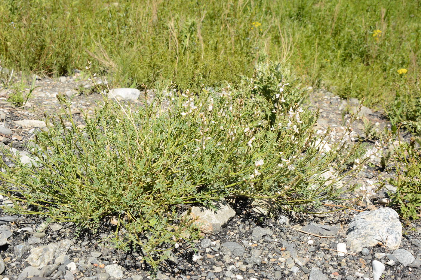 Image of Astragalus pseudomacropterus specimen.