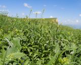 Camelina microcarpa. Цветущие растения. Карачаево-Черкесия, Зеленчукский р-н, гора Джисса, ≈ 1600 м н.у.м., субальпийский луг. 14.06.2024.