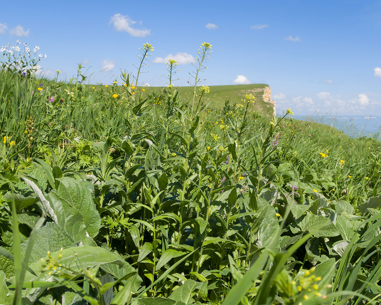 Изображение особи Camelina microcarpa.