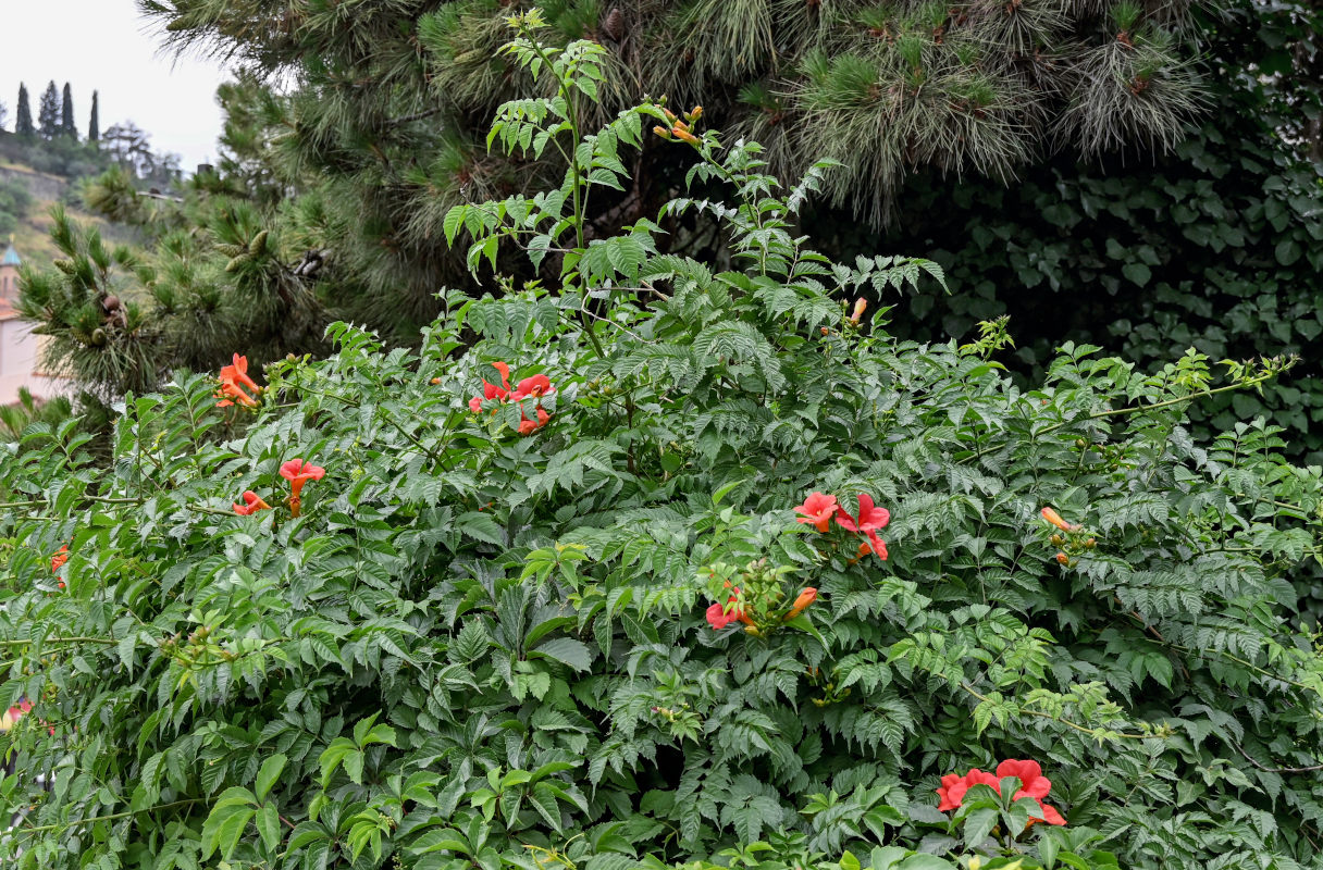 Image of Campsis radicans specimen.