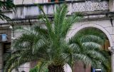 Phoenix canariensis. Крона вегетирующего растения. Грузия, Имеретия, г. Кутаиси, в культуре. 14.06.2023.