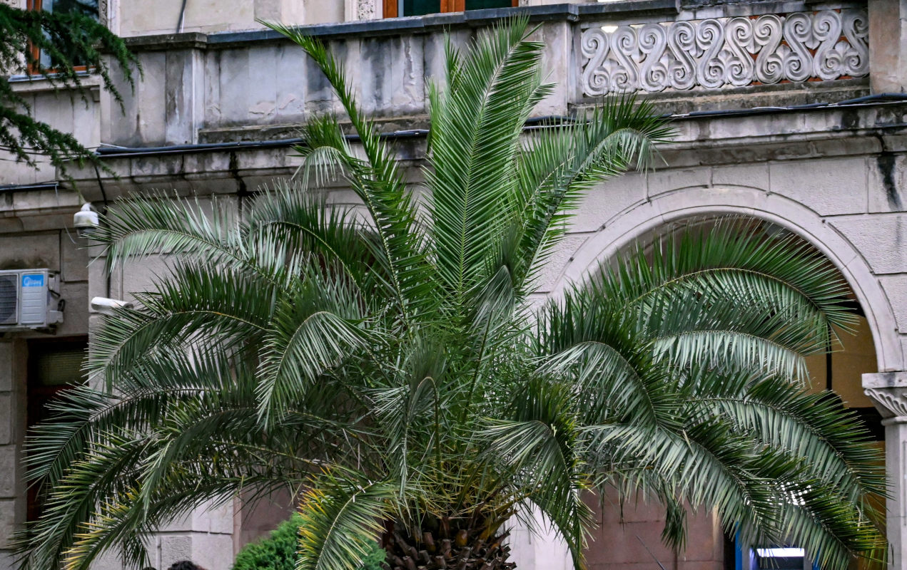 Image of Phoenix canariensis specimen.