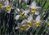 genus Narcissus