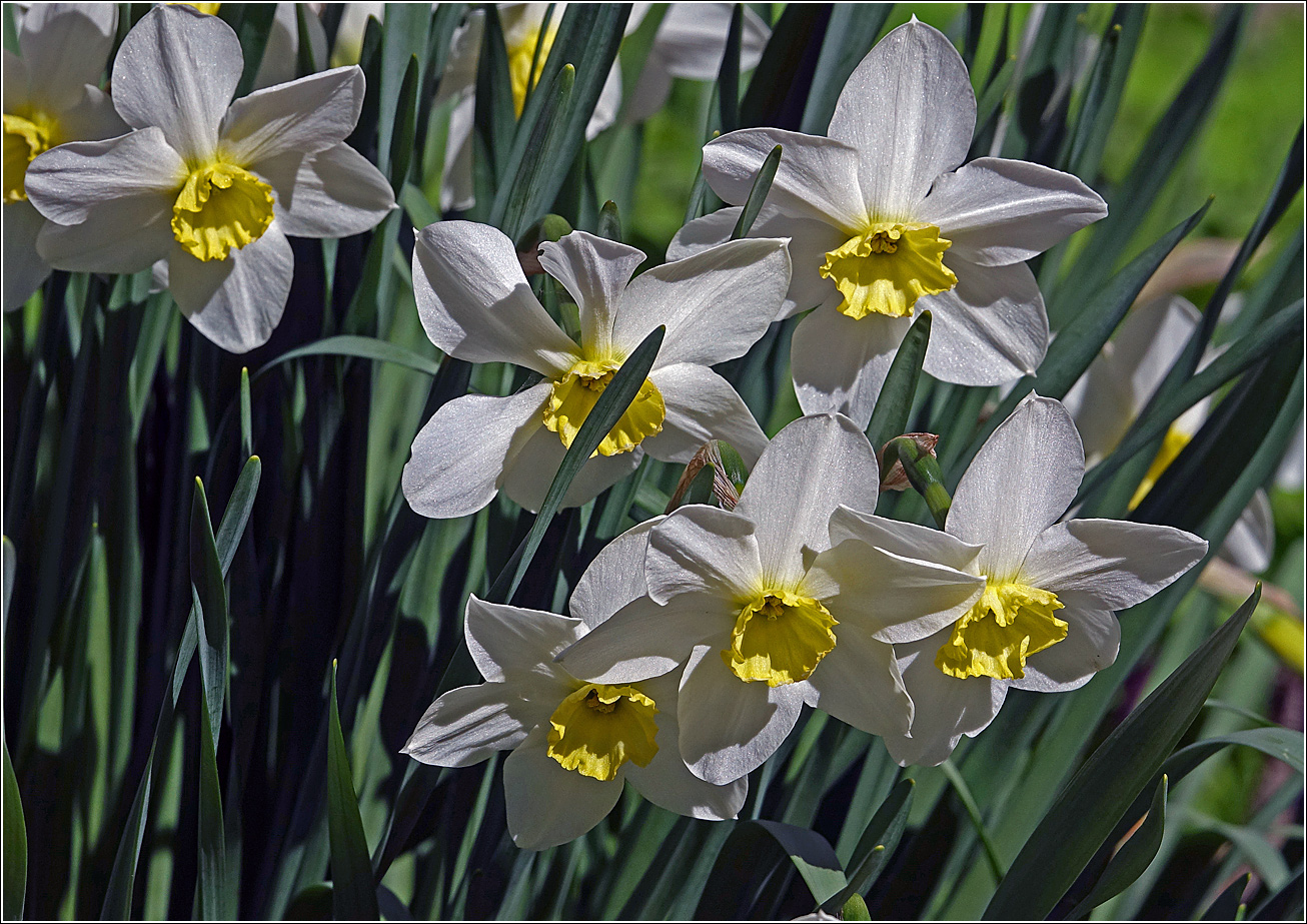 Image of genus Narcissus specimen.