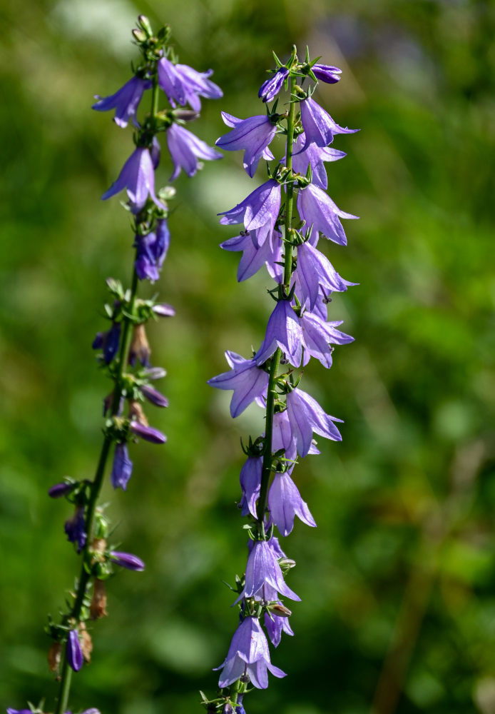 Image of Campanula rapunculoides specimen.