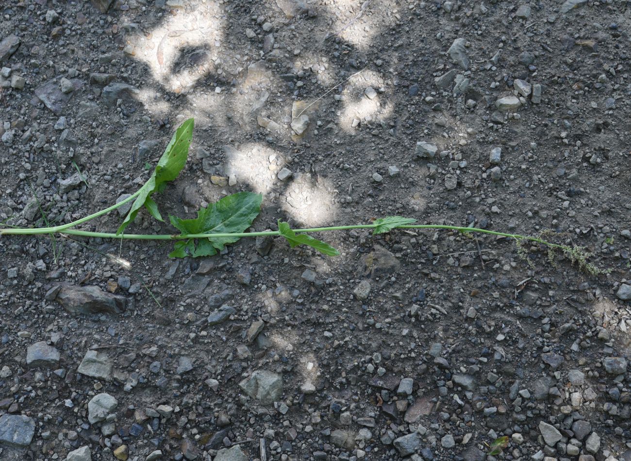 Image of genus Rumex specimen.