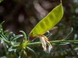 Genista verae. Часть веточки с незрелым плодом. Крым, Южный Берег, сев. склон горы Аю-Даг, крутой каменистый склон. 25.05.2024.