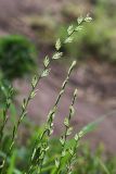 Lolium multiflorum. Верхушки отцветающих растений. Приморский край, г. Находка, на газоне. 18.09.2024.