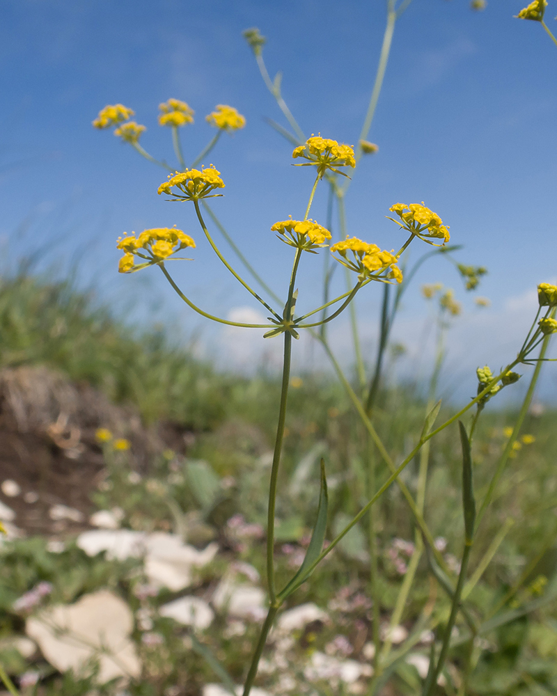 Image of Bupleurum exaltatum specimen.