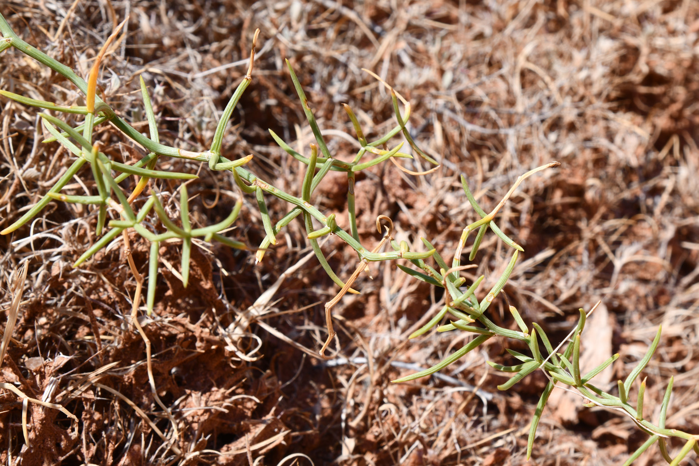 Image of Asparagus breslerianus specimen.