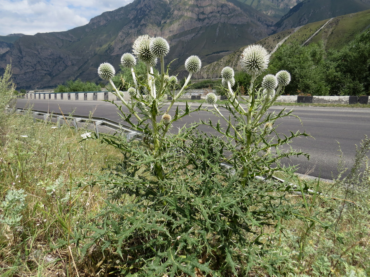 Image of genus Echinops specimen.