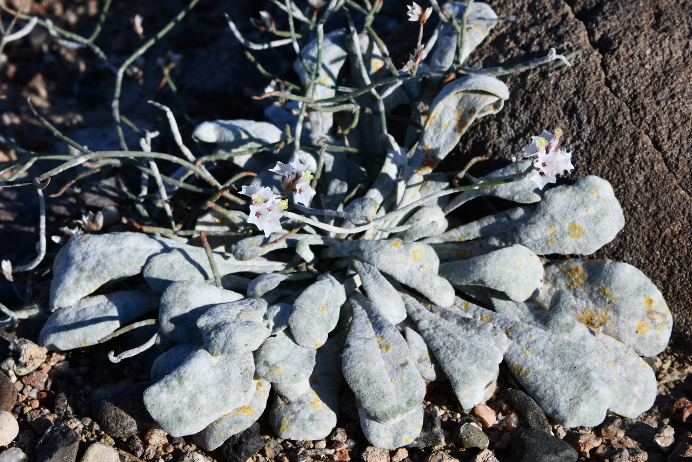 Image of Limonium michelsonii specimen.