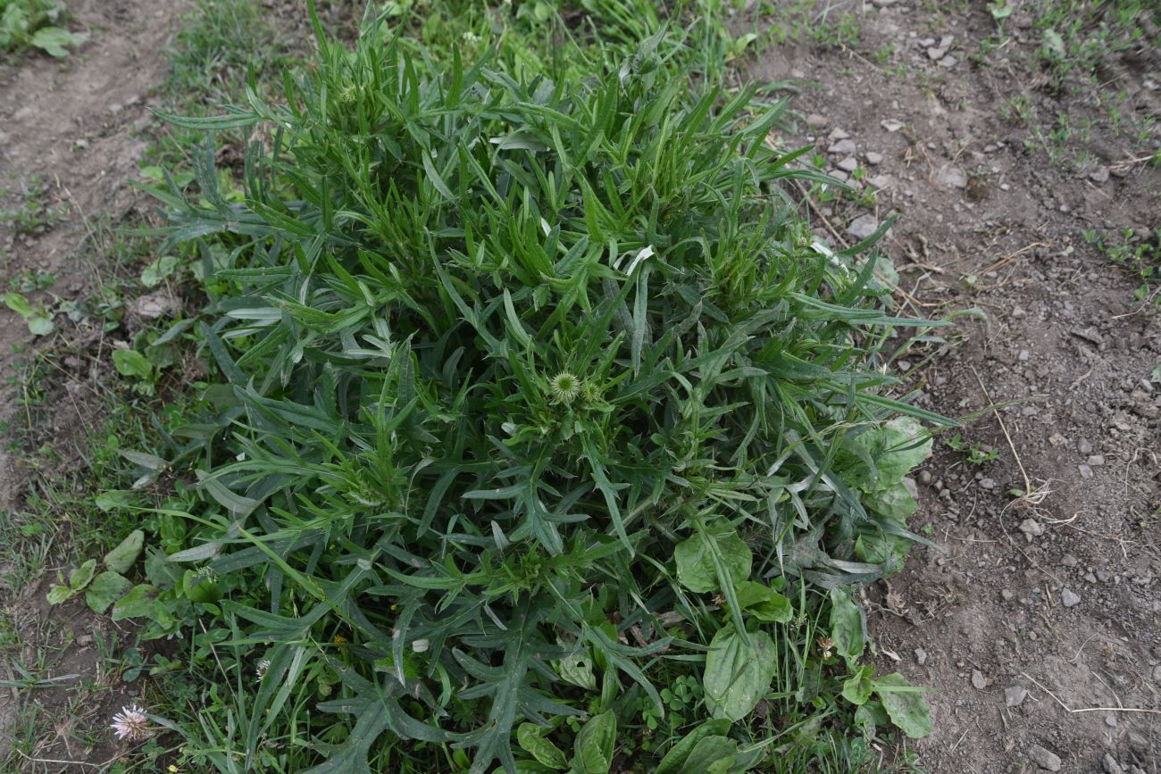 Image of genus Cirsium specimen.