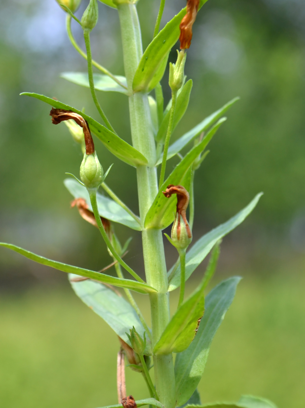 Image of Gratiola officinalis specimen.