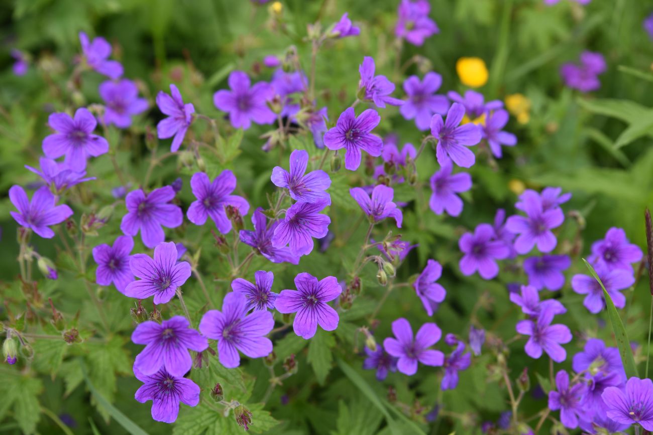 Image of Geranium sylvaticum specimen.